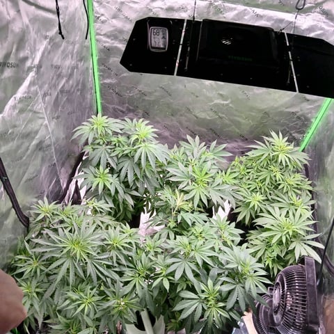 run #3 — vegetative, day 3