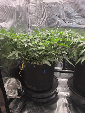 Dirty Bird - Thousand Island Fem & Platinum Kush Breath Remix x Grape Cakehead Fem Photo  — flower, day 68