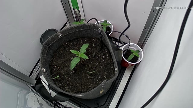 Blue Dream — seedling_rooting, day 14
