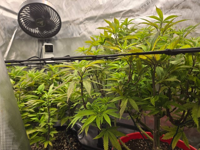 First Grow — vegetative, day 47