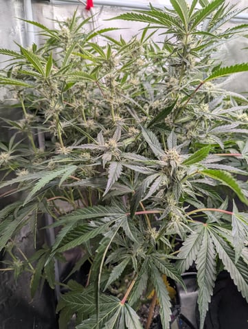 Boogie Brew + Bloom — flower, day 82