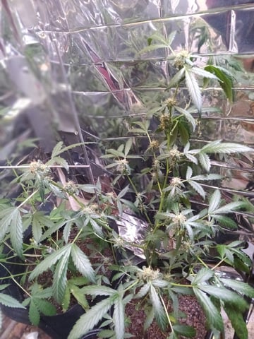 Queen Royal Autoflower  — flower, day 110