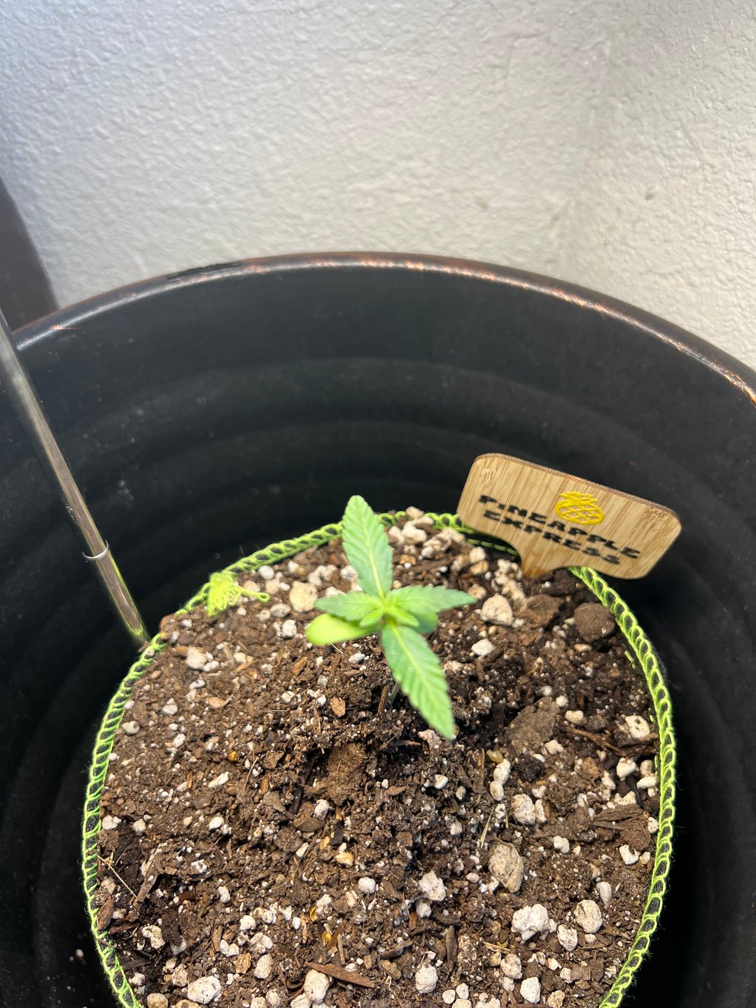 My First Grow