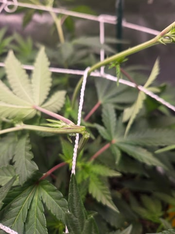 Looking for advice! — flower, day 55
