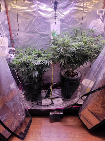 6th Grow — flower, day 48