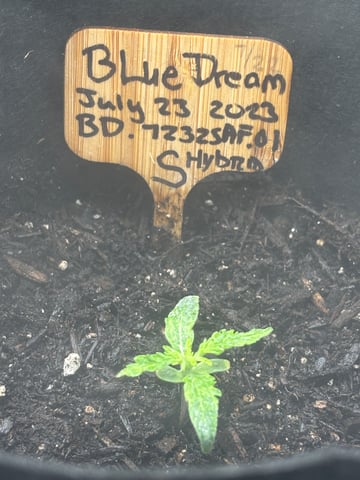 Round 1 — seedling_rooting, day 18