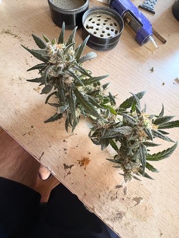 Northern Lights & Quick One  — harvest, day 53