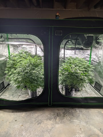 Acapulco Gold  — flower, day 73