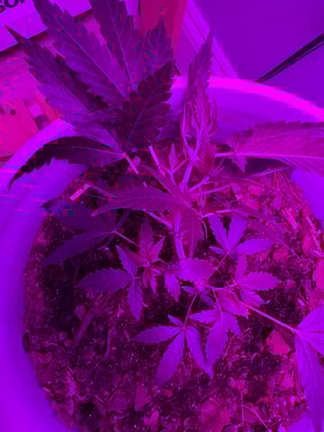 OG Kush — flower, day 67