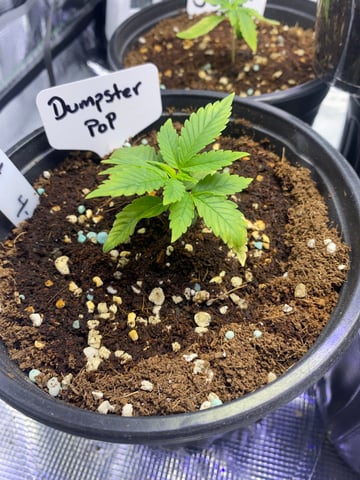 LiLBruh Cannabis — grow_setup, day 1