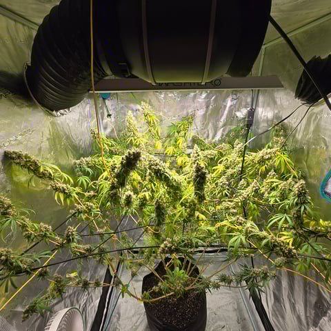 Big Momma Blue Dream  — flower, day 64