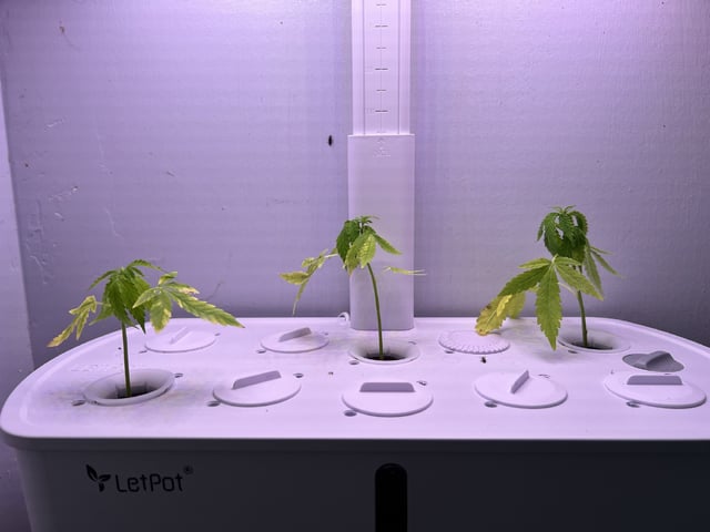 Banjo Clones — vegetative, day 14
