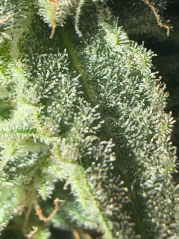 Indoor & Outdoor Grow 6 — flower, day 61