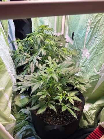 First grow — vegetative, day 55