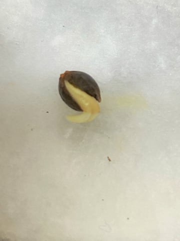 The White X Run Away Bride #3 — germination, day 5