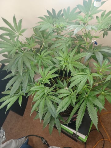 Poor Ivory — vegetative, day 81