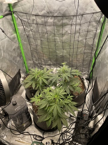 Royal Dwarf — vegetative, day 31