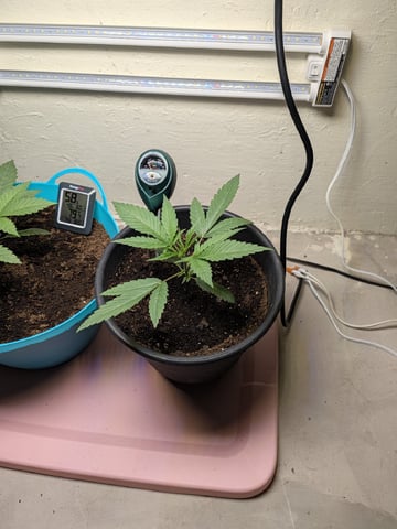 Apple Betty — vegetative, day 6