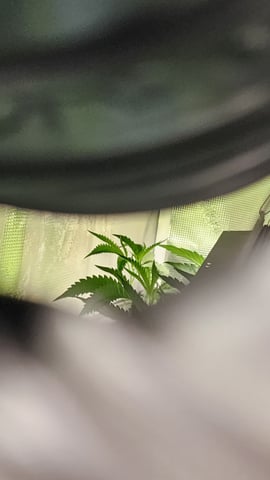 veg tent adventures! — vegetative, day 66