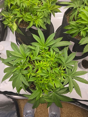 Purple Haze  — vegetative, day 25