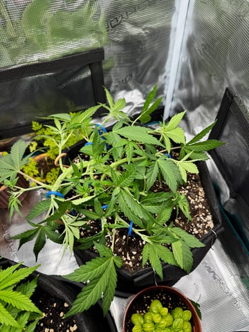 first try — vegetative, day 19