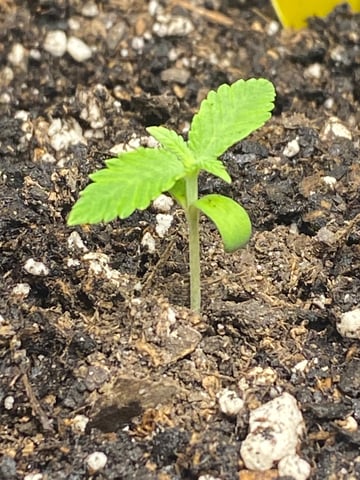 Gorilla Melon — seedling_rooting, day 15