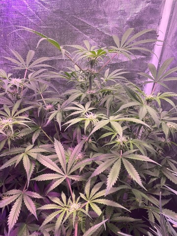 Milky Way F1 — flower, day 50