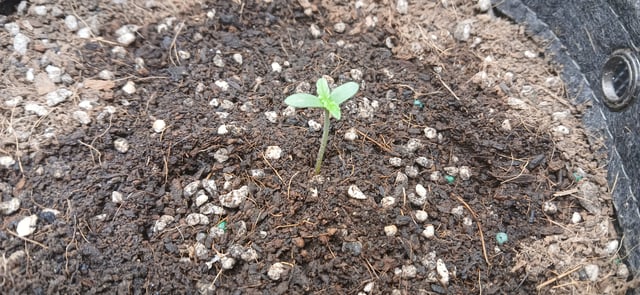 breding progam 1 — germination, day 1