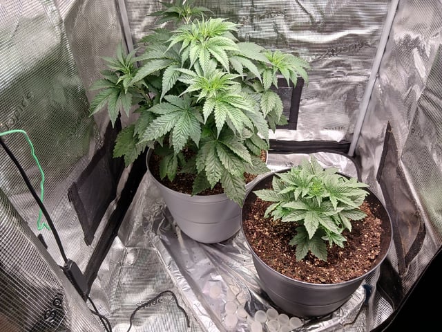 Gorilla Sherbert Feminized From Blimburn Seeds  — vegetative, day 32