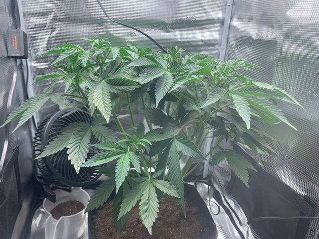 Blackberry Moonrocks (First Grow) — vegetative, day 12