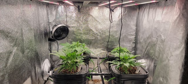 My First Grow