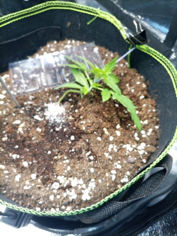 first tent grow — vegetative, day 9