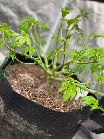 1st Ever Grow (GodFather OG) (Coco) — vegetative, day 54