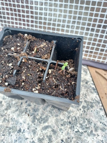 summer 2025 — germination, day 4
