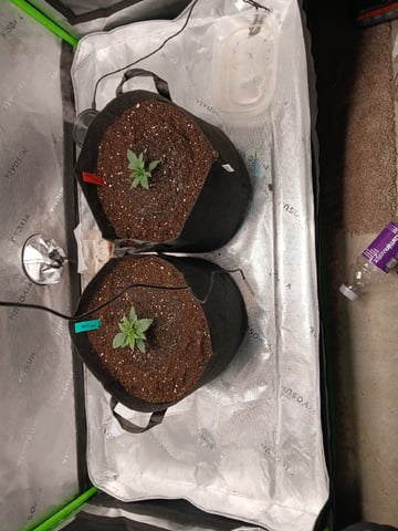 fruity pebbles, cap junky — vegetative, day 25