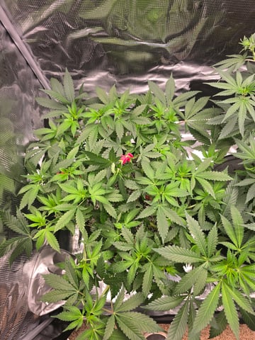 Dirty Bird - Thousand Island Fem & Platinum Kush Breath Remix x Grape Cakehead Fem Photo  — flower, day 55