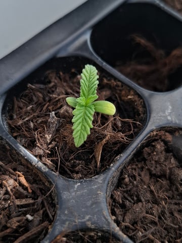 Trial — seedling_rooting, day 13