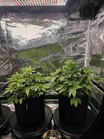 Sapphyre & Rockslide — flower, day 53