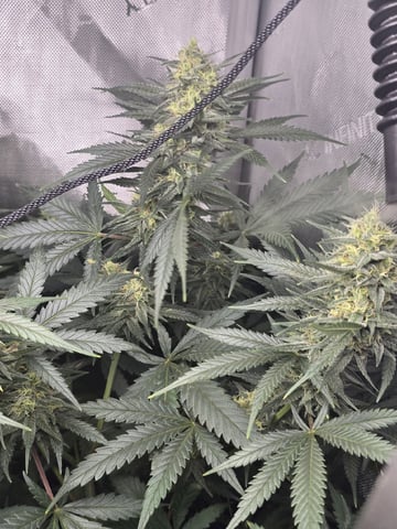 Coco Grow — flower, day 84