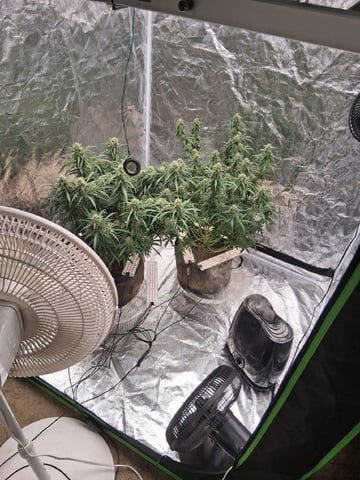 Seedman mix auto & seedman mix auto & GodFather OG — flower, day 89