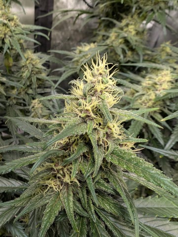 flipped to flower — flower, day 36