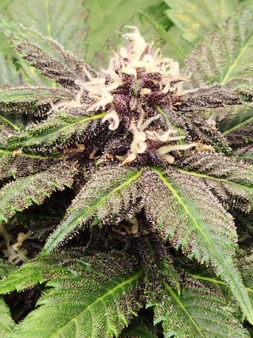 Autoflower grow. my first grow  — flower, day 68