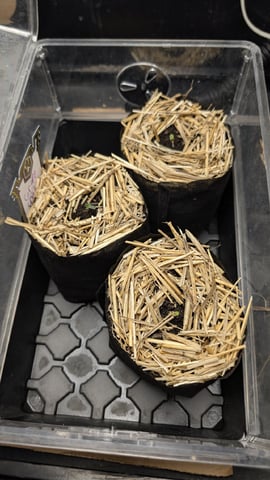 mephisto winter 2026 — seedling_rooting, day 1