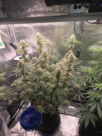 Northern lights #10 (Alaska) — flower, day 75