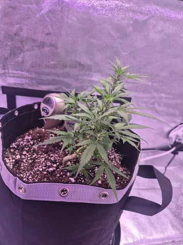 I'll get it right — flower, day 54