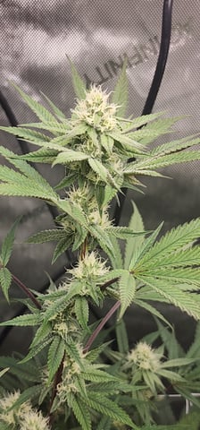First clones (Dr nefario)  — flower, day 55