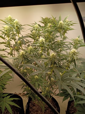 Lokie OG x Permanent Marker — flower, day 74