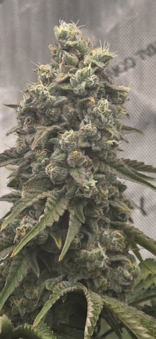 Maple Nectar  — flower, day 91