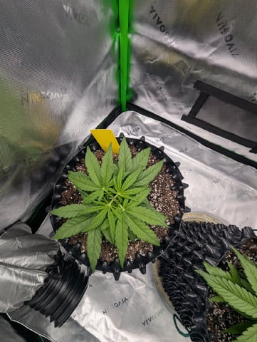Titan F1 grow  — vegetative, day 27