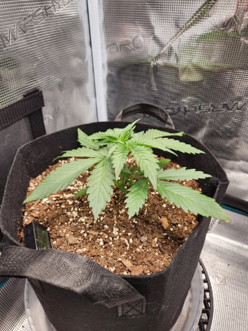 second grow — vegetative, day 15